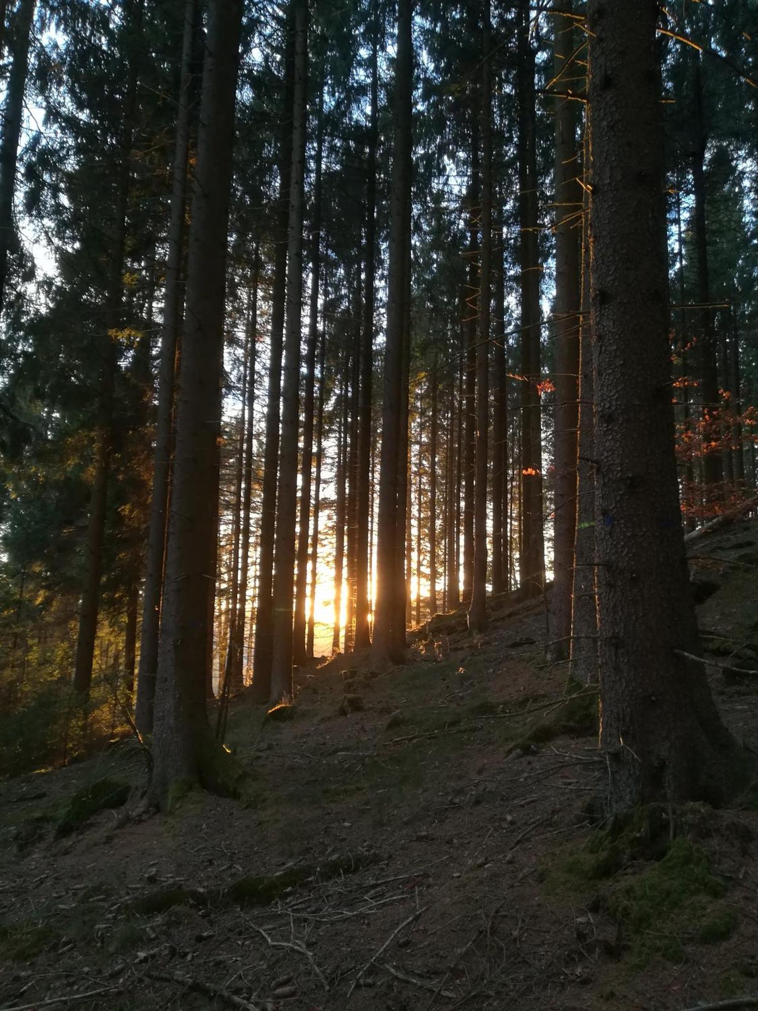 Ferienwohnung Sonnenhuegel Wildemann Exteriör bild